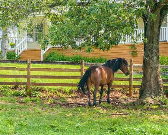 Oakside Stables sign mounted on a tree with a horse logo, surrounded by lush greenery, with red and white barn buildings visible in the background at 2205 S. Amherst Hwy, Amherst, VA 24521.