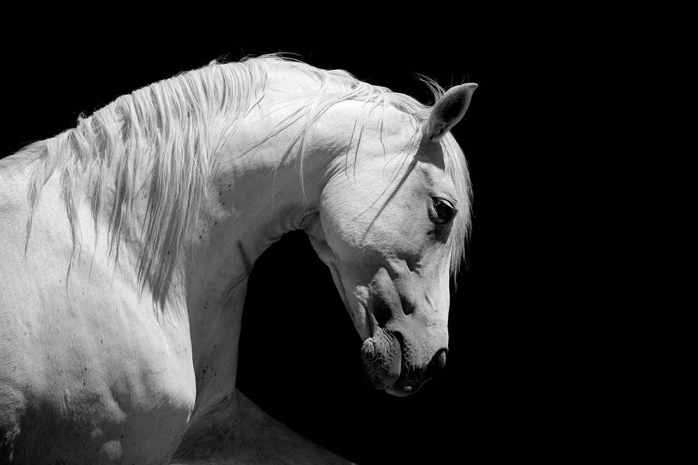 An artistic black-and-white portrait of a majestic white horse, its mane flowing gently as it arches its neck gracefully. The horse's strong, muscular frame is accentuated by dramatic lighting against a solid black background, creating a striking and elegant composition.