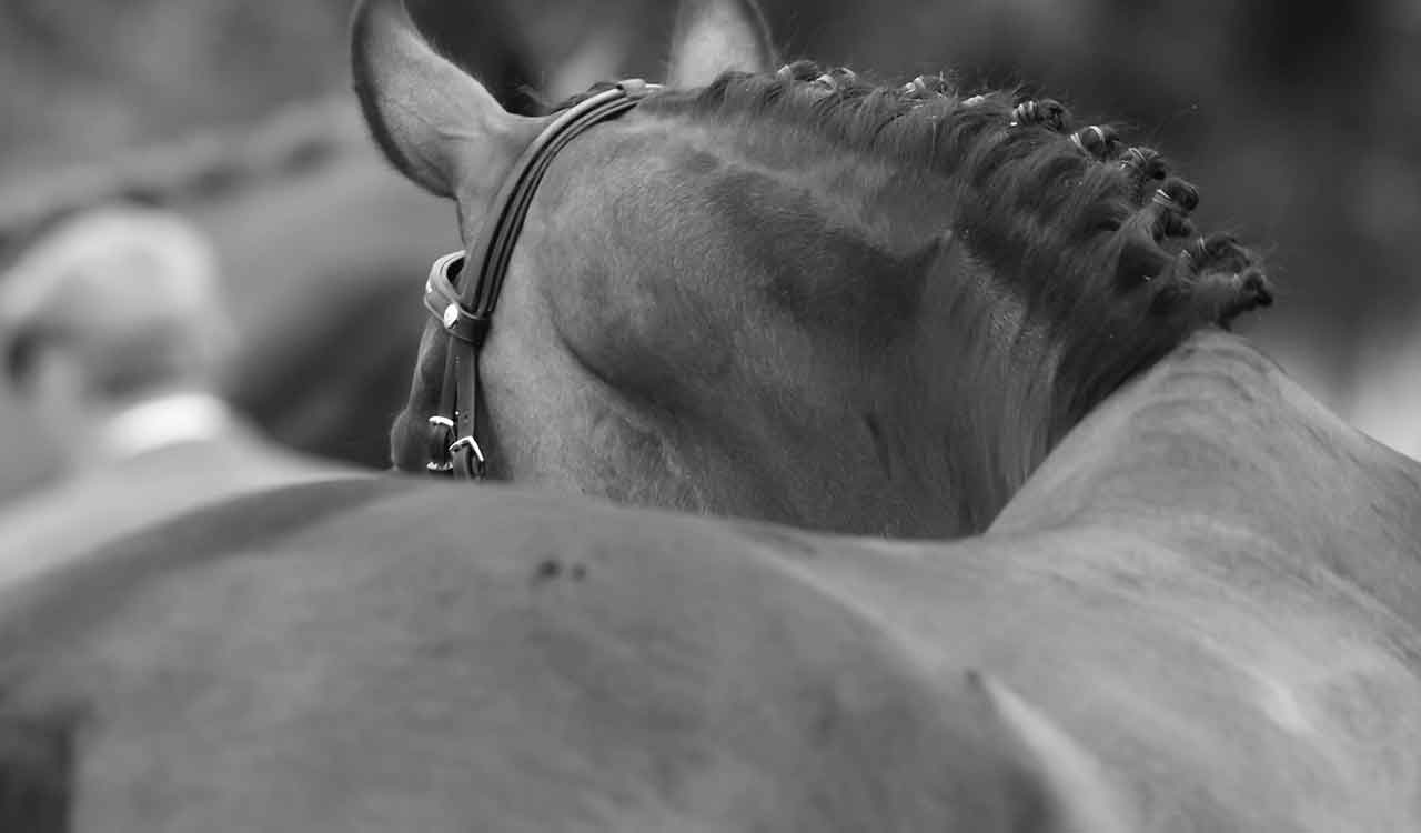 Braided show horse in bridle at equestrian event, close-up in black and white, highlighting horse grooming and elegance.